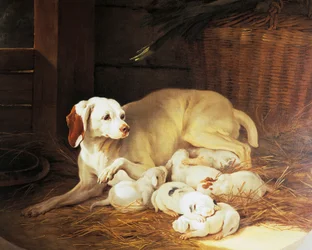 Cagna che allatta cuccioli, (dettaglio) da Lise et ses petits, di Jean-Baptiste Oudry, Francia