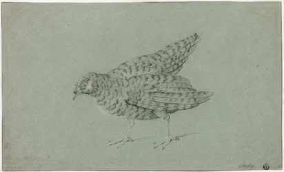 Pernice