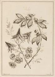 Ramo di fiori