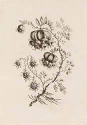 Ramo di fiori, da "Fleures Persannes"