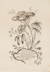 Pagina del titolo, da "Fleures Persannes"