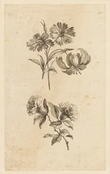 Due rami di fiori