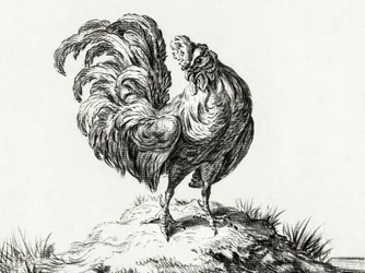 Un pollo in cima a una collina