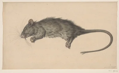 Ratto morto