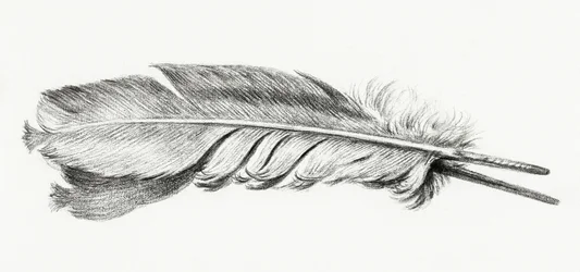 Piuma