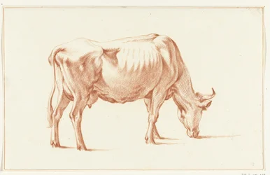 Mucca al pascolo, verso destra