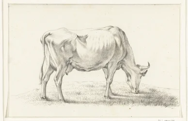 Mucca al pascolo, verso destra