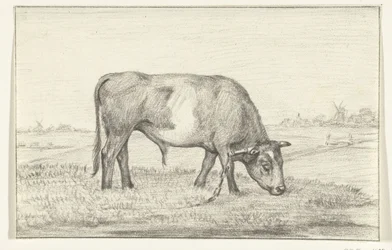 Toro al pascolo in un prato, verso destra