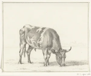 Toro al pascolo, verso destra
