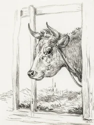 Testa di mucca (1820)