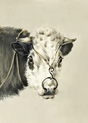 Testa di mucca con un anello nel naso (1820)