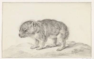 Giovane orso (?)