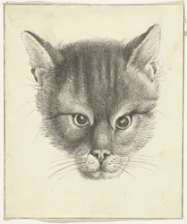 Testa di gatto, di fronte