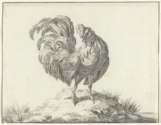 Pollo, in piedi su una collinetta
