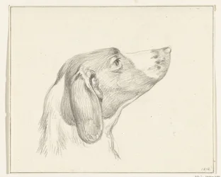 Testa di un cane, a destra