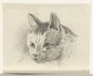 Testa di un gatto