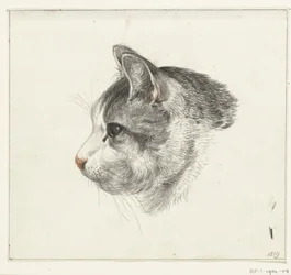 Testa di un gatto, verso sinistra