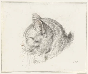 Testa di un gatto, verso sinistra