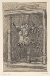 Testa di una mucca, attraverso le sbarre di una stalla