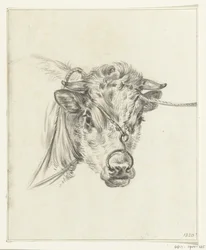 Testa di una mucca, con un anello al naso