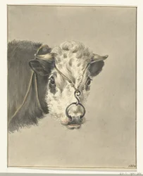 Testa di una mucca, con un anello nel naso, di fronte