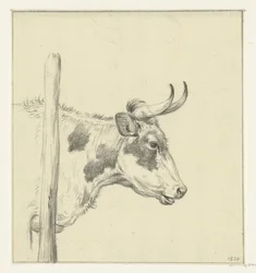 Testa di una mucca, verso destra