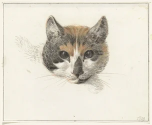 Testa di un gatto pezzato, di fronte, con occhi aperti