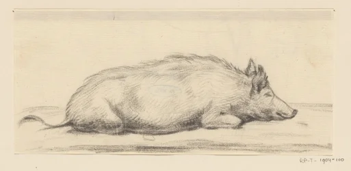 Maiale sdraiato, verso destra