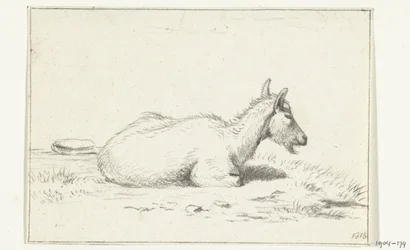 Capra sdraiata, verso destra