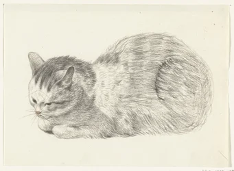 Gatto sdraiato, verso sinistra