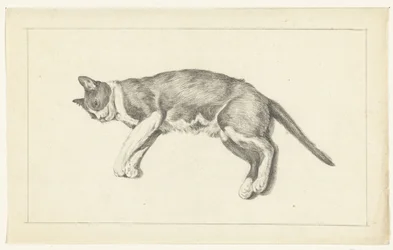 Gatto sdraiato, visto dall