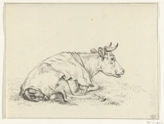 Mucca sdraiata, verso destra