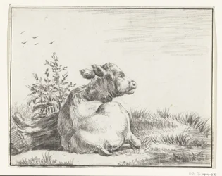 Mucca sdraiata, da dietro