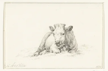 Mucca sdraiata, di fronte