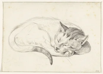 Gatto arrotolato che dorme