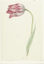 Tulipano rosa
