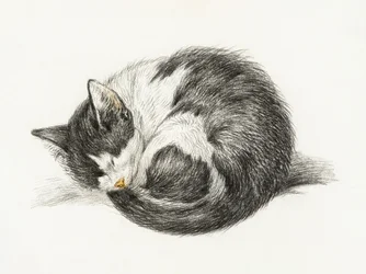 Gatto raggomitolato che dorme (1825)