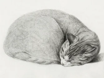 Gatto raggomitolato che dorme, di Jean Bernard (1775-1883)