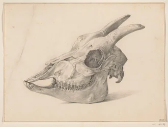 Teschio di una capra