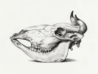Teschio di mucca (1816)