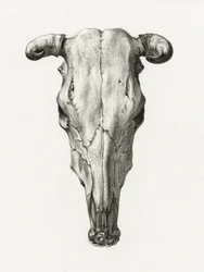 Teschio di mucca - Vista frontale (1816)