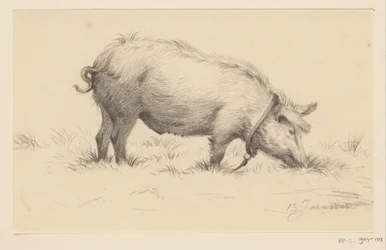 Maiale che urina in piedi, verso destra, nell