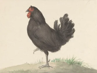 Gallina nera in piedi (1775-1833)