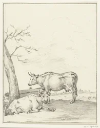 Mucca in piedi e sdraiata