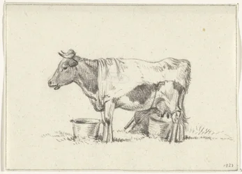 Mucca in piedi, con secchio del latte e sgabello per mungere