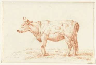 Mucca in piedi, verso sinistra