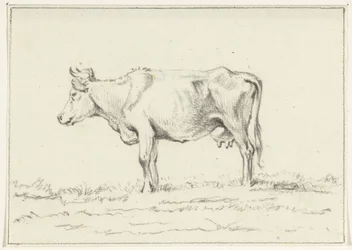 Mucca in piedi, verso sinistra