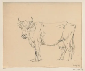 Mucca in piedi, verso sinistra