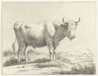 Mucca in piedi, verso destra