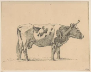 Mucca in piedi, a destra